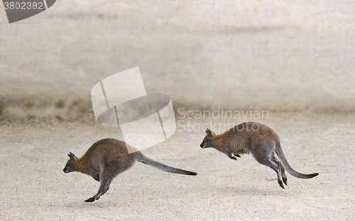 Image of Two kangaroo jumping