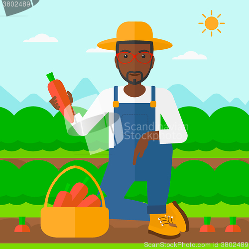 Image of Farmer collecting carrots.