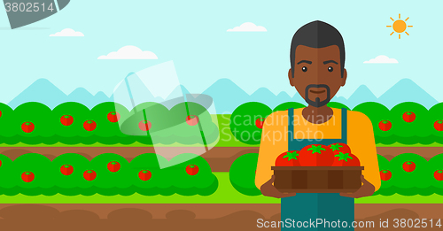 Image of Farmer collecting tomatos.