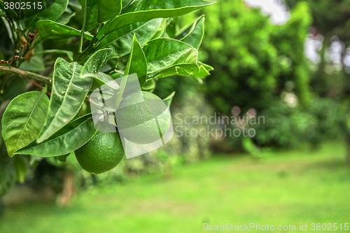 Image of Lime tree fruits 