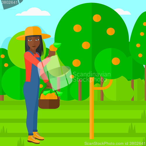 Image of Farmer collecting oranges.