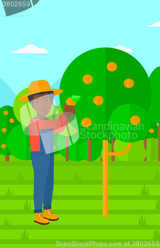 Image of Farmer collecting oranges.