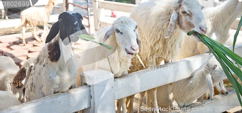 Image of sheep in farm