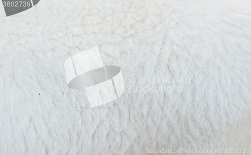 Image of sheep wool background