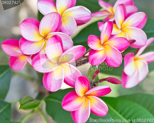 Image of plumeria flowers