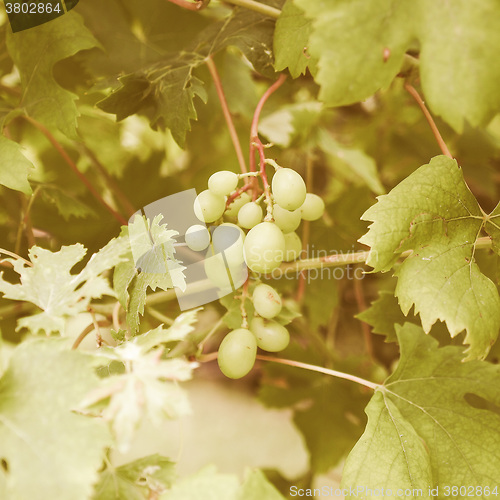Image of Retro looking Grape picture