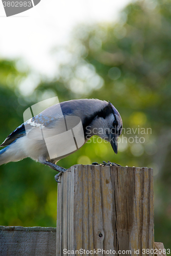 Image of blue jay feeding