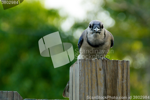 Image of blue jay looking at viewer