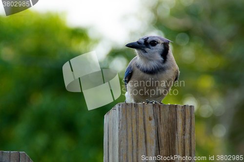 Image of blue jay profile