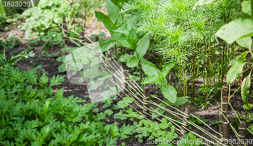 Image of A variety of plants and vegetables grown in the garden, close up