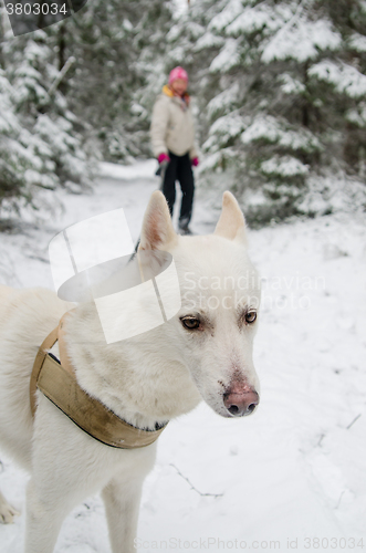 Image of The woman with a dog on walk in a winter wood