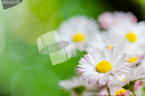 Image of Beautiful daisy flowers, close-up. Summer background