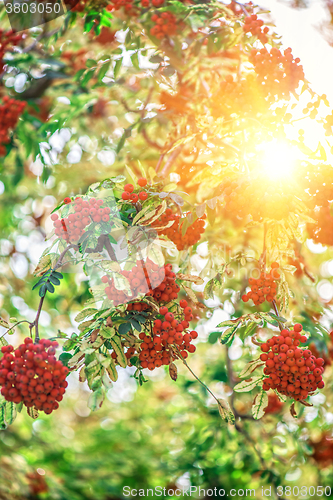 Image of rowan-tree with rowanberry