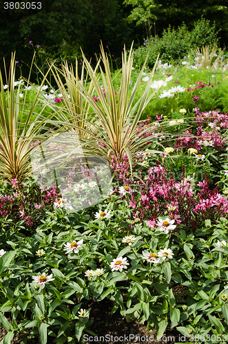 Image of Varied flowers in a garden