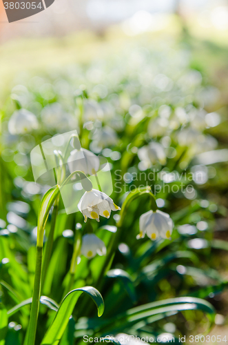 Image of White Spring snowdrops, close-up 