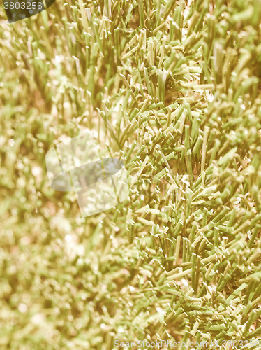 Image of  Artificial grass vintage