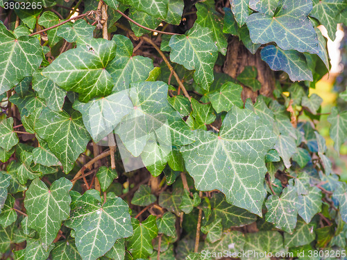 Image of Ivy leaves