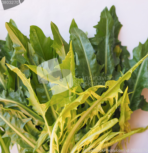 Image of Catalonian chicory salad