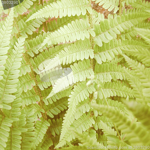 Image of Retro looking Fern picture