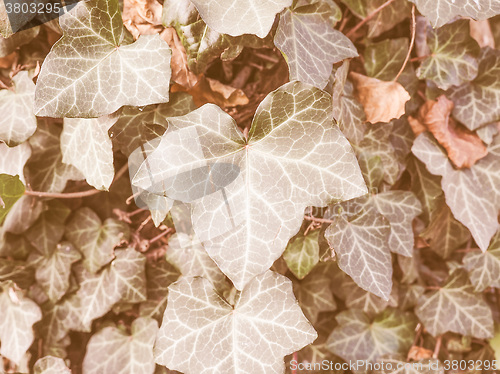 Image of Retro looking Ivy leaves