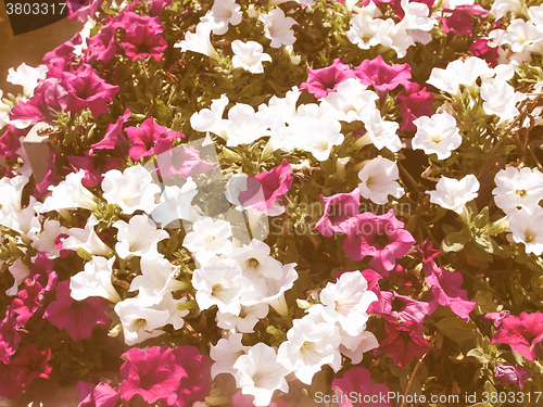 Image of Retro looking Flowers