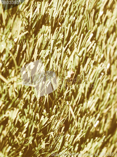 Image of  Artificial grass vintage
