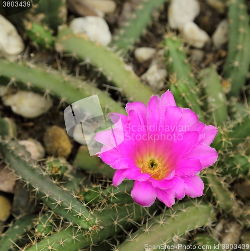 Image of Cactus flower.