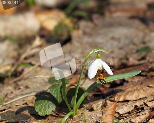 Image of Snowdrop and bee