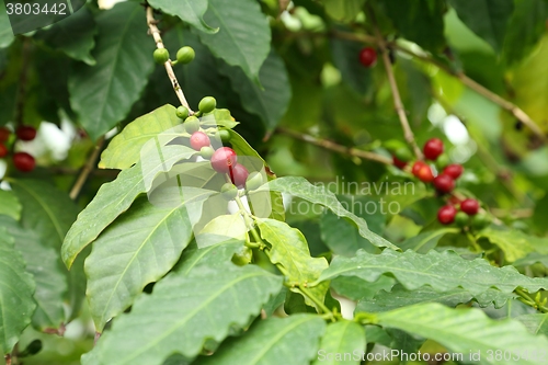 Image of Fruit coffee.