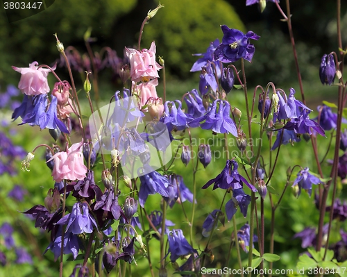 Image of Columbine.