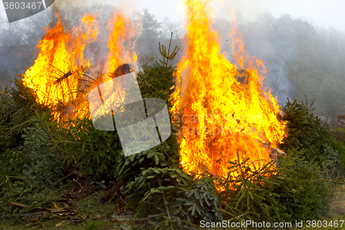 Image of Outdoor burning fire and open flame on Fir Trees