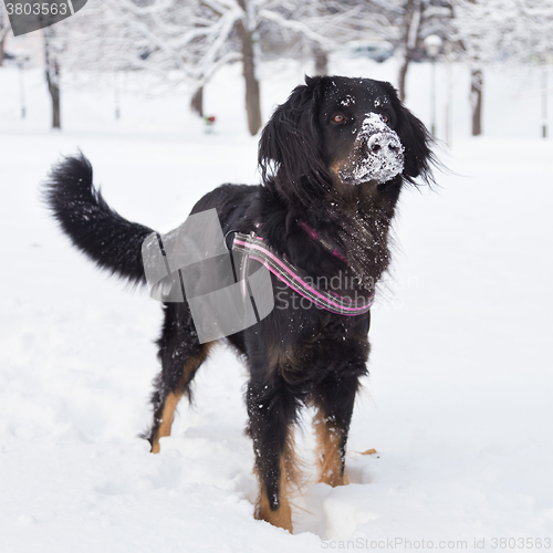 Image of Dog playing outside in cold winter snow.