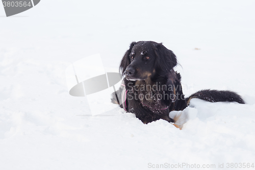 Image of Dog playing outside in cold winter snow.