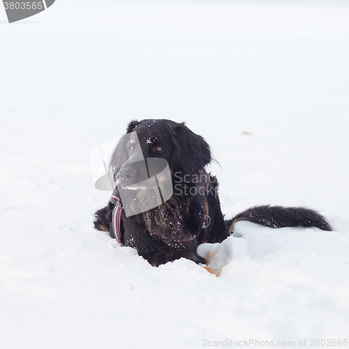 Image of Dog playing outside in cold winter snow.