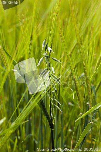 Image of ears of rye  