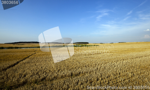 Image of path in the agricultural field  