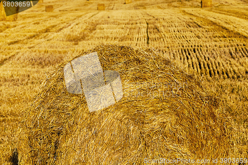 Image of  after wheat harvesting