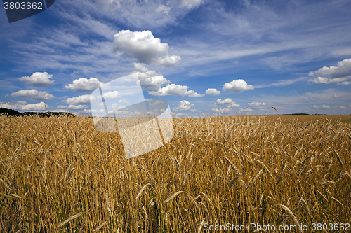 Image of unripe cereals .  field  