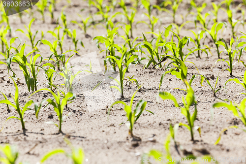 Image of Field of green corn  