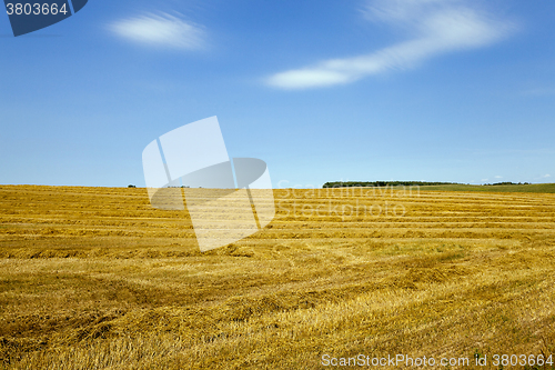 Image of agricultural field .  wheat  