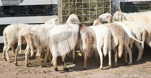 Image of sheep in farm