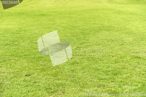 Image of green field background