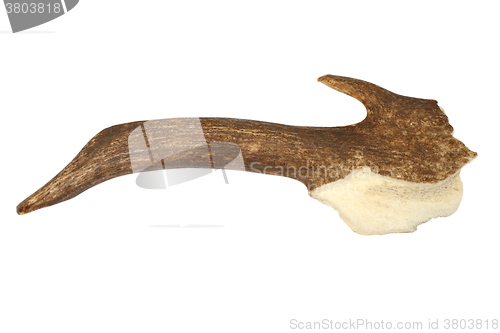 Image of broken fallow deer antler over white