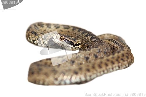 Image of isolated vipera ursinii ready to strike