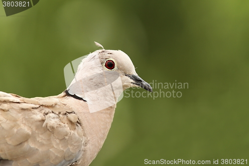 Image of turtledove portrait on green background