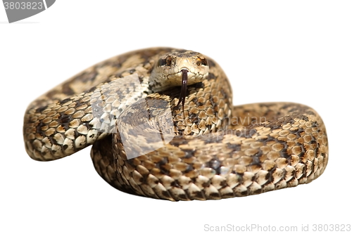 Image of isolated snake ready to strike