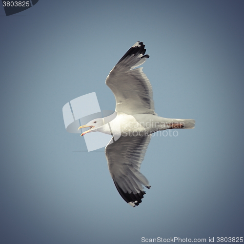 Image of flying caspian gull