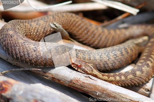 Image of orange female common adder