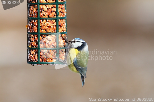 Image of blue tit on garden bird feeder