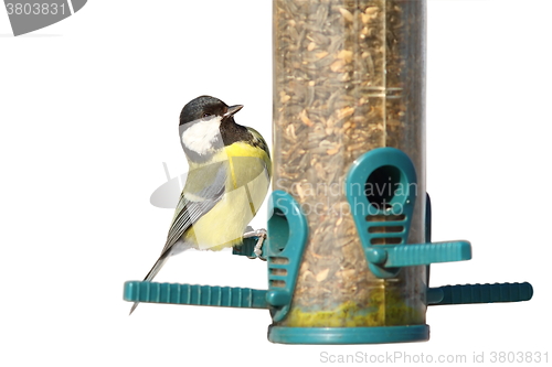 Image of isolated bird on feeder